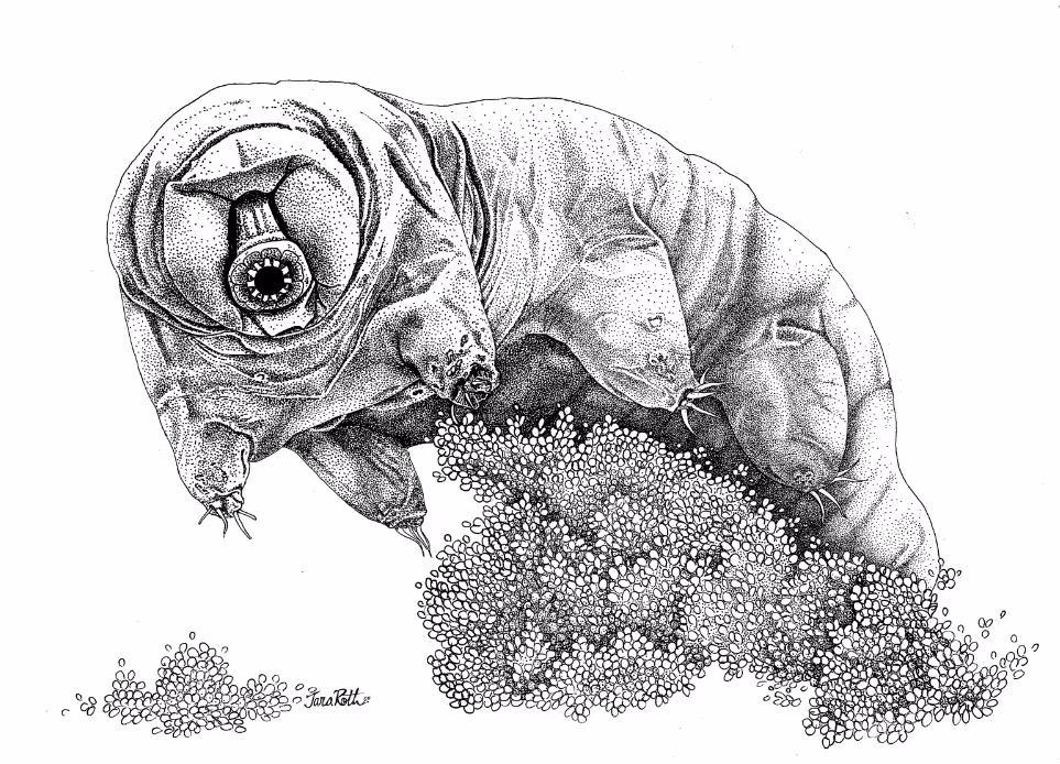 Tardigrade